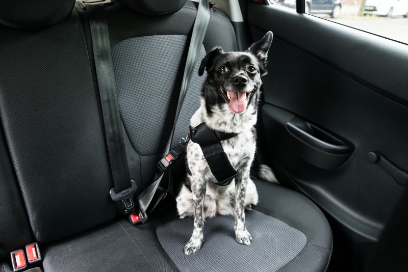 cane in auto protezione solare