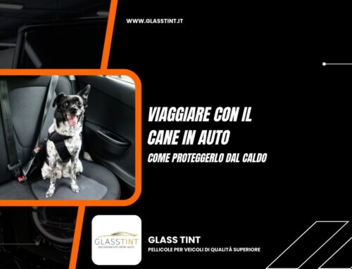 Viaggiare con il cane in auto